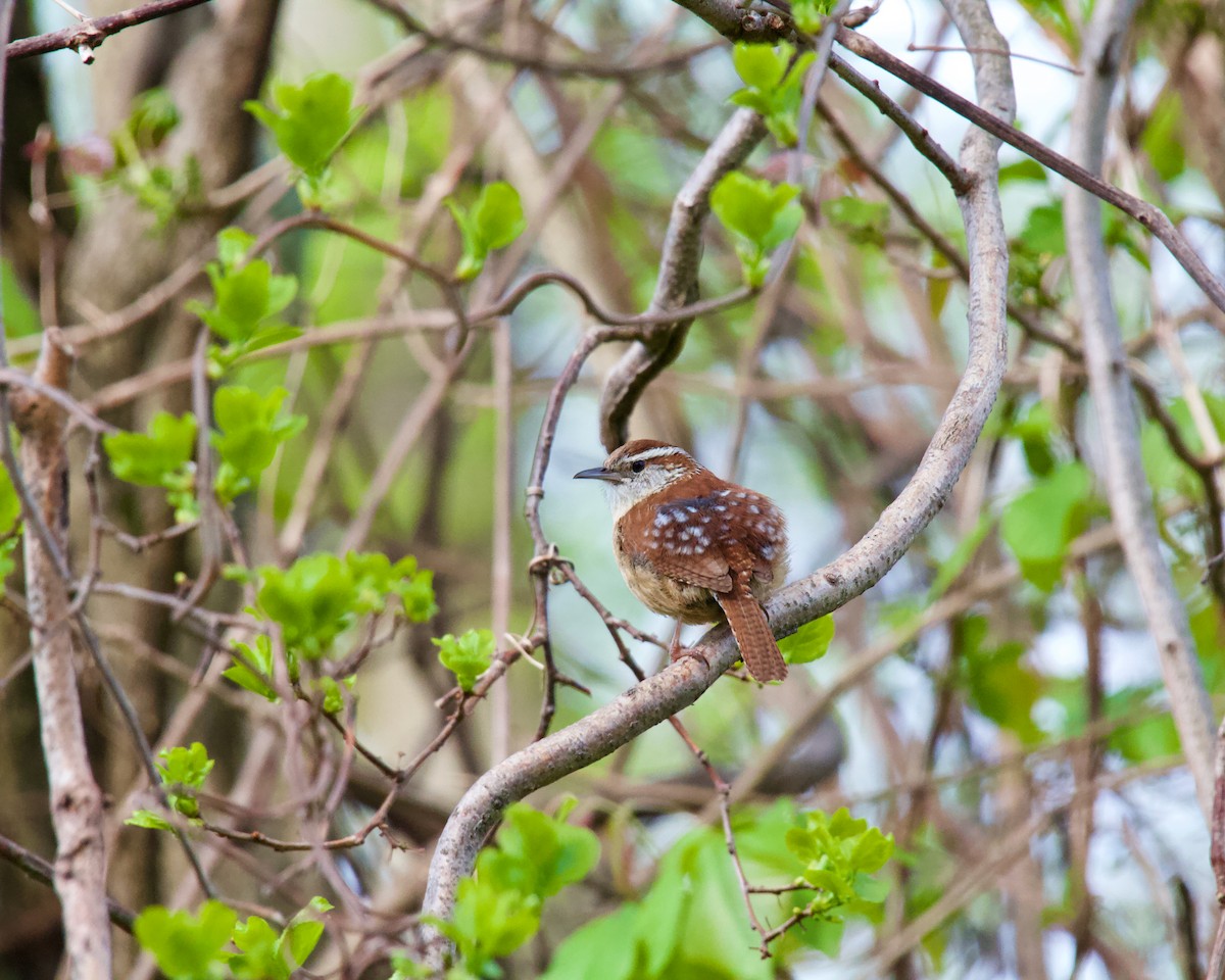 Carolina Wren - ML618446292