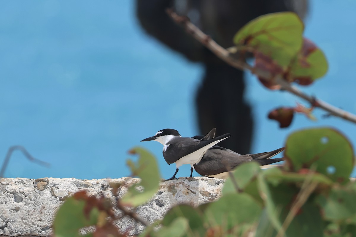 Bridled Tern - E R