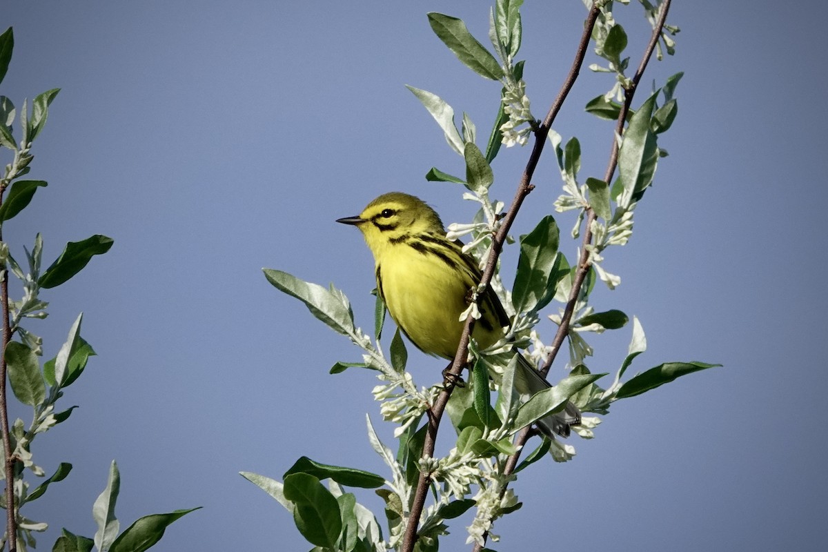 Prairie Warbler - ML618446328