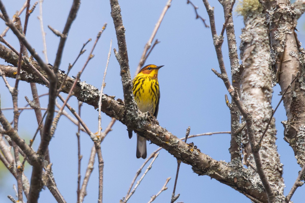 Cape May Warbler - Miriam Baril