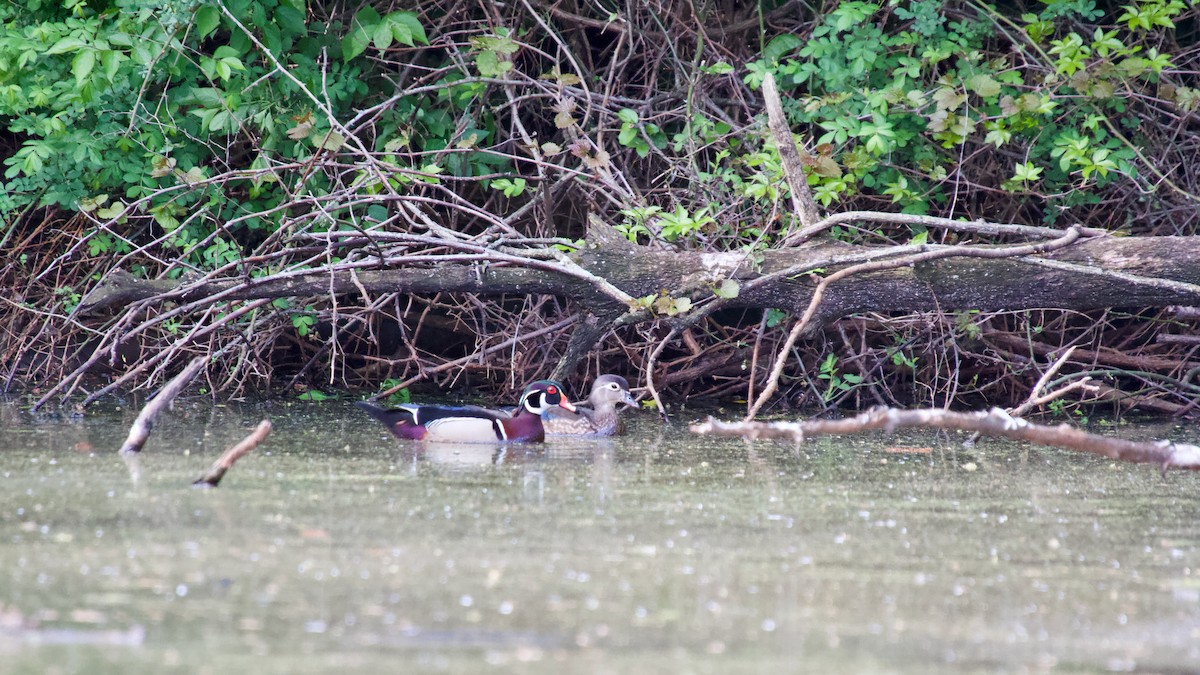 Wood Duck - ML618446378