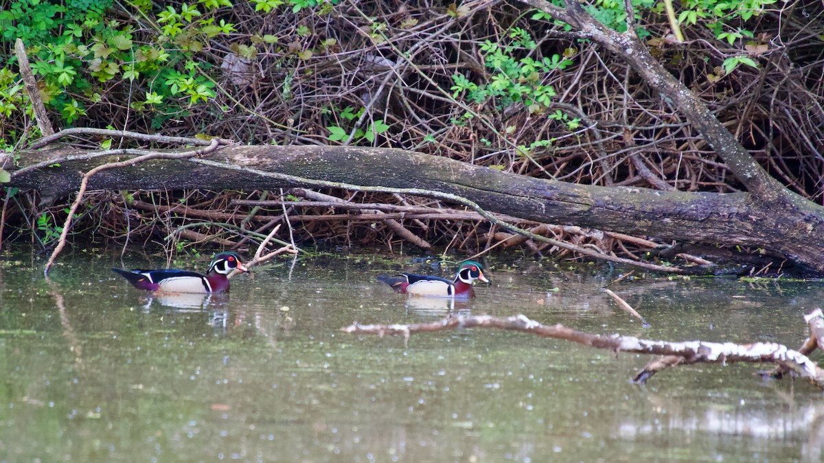 Wood Duck - ML618446380