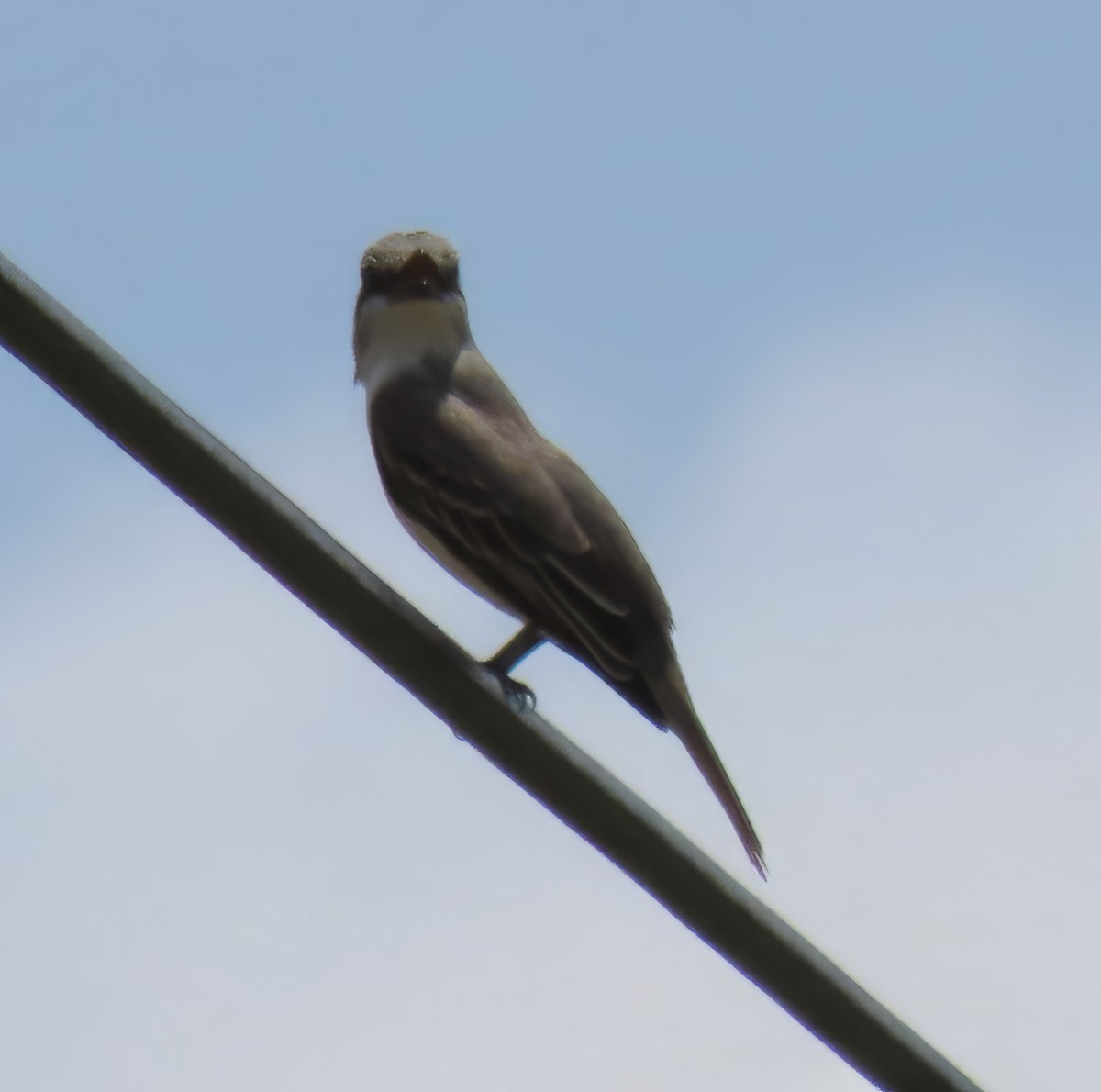 Gray Kingbird - ML618446414