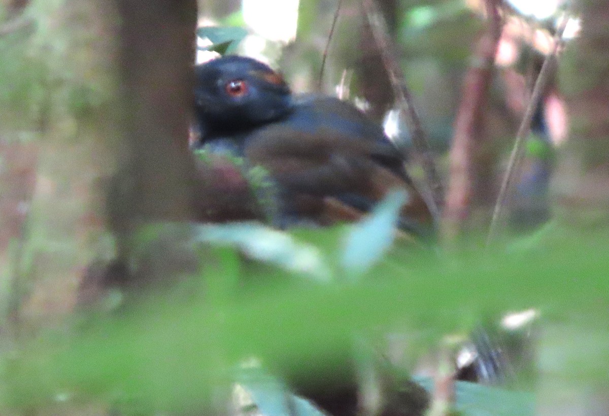 Black-throated Antshrike - ML618446417