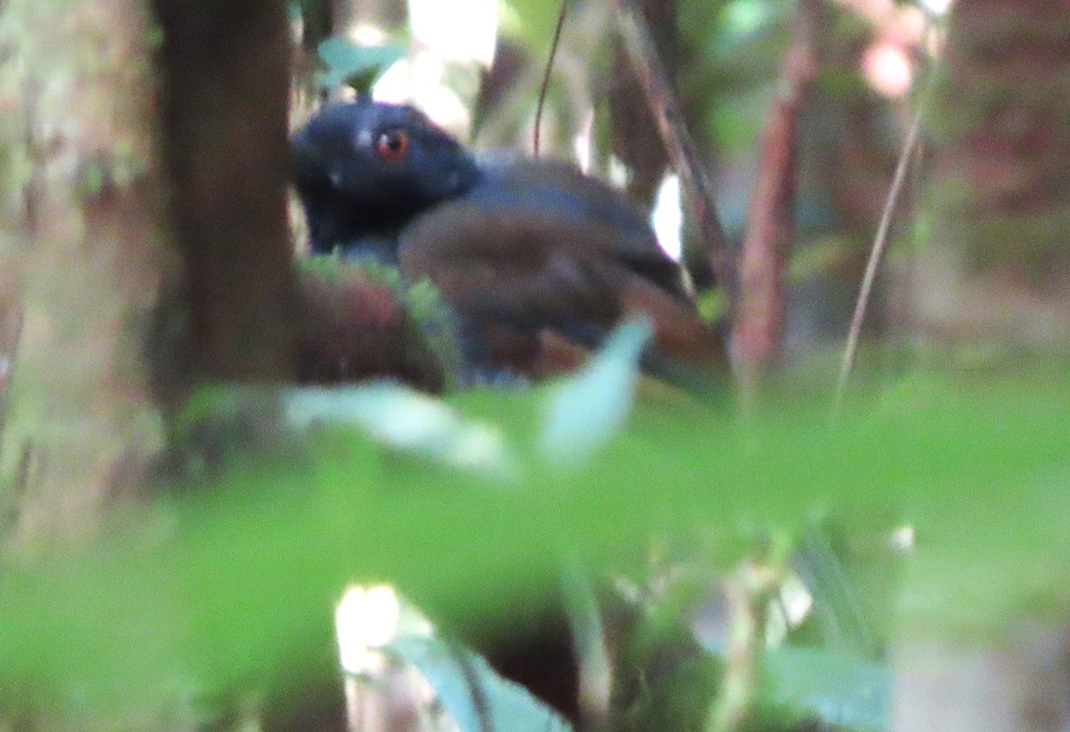 Black-throated Antshrike - Rick Jacobsen