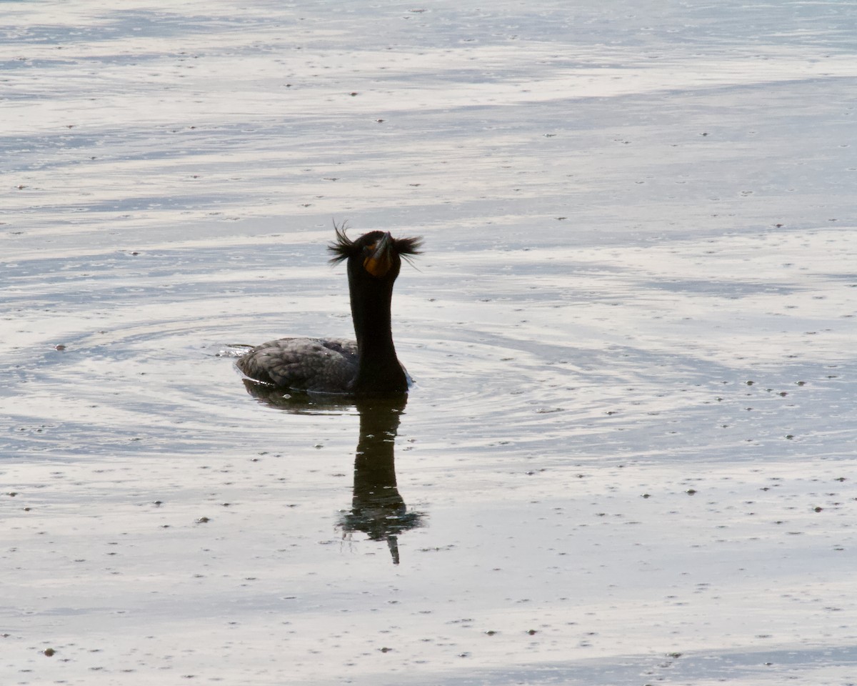 Cormorán Orejudo - ML618446448