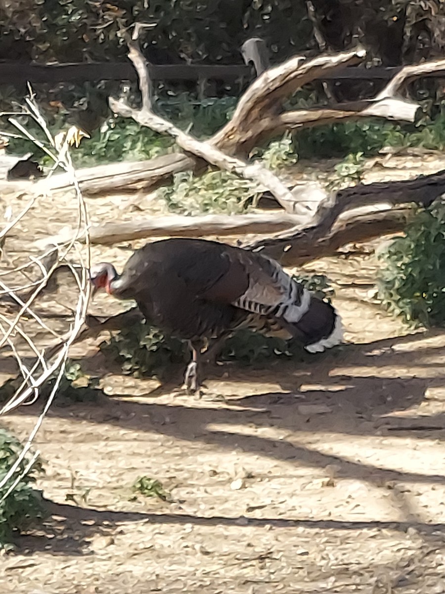 Wild Turkey - ML618446484