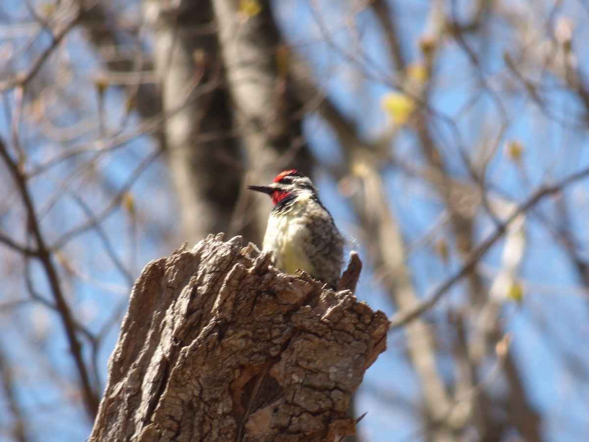 Yellow-bellied Sapsucker - ML618446543