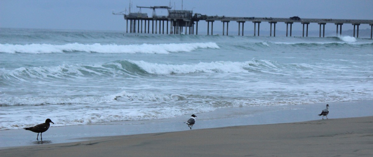 Franklin's Gull - ML618446544