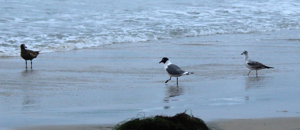 Franklin's Gull - Liz & Kev