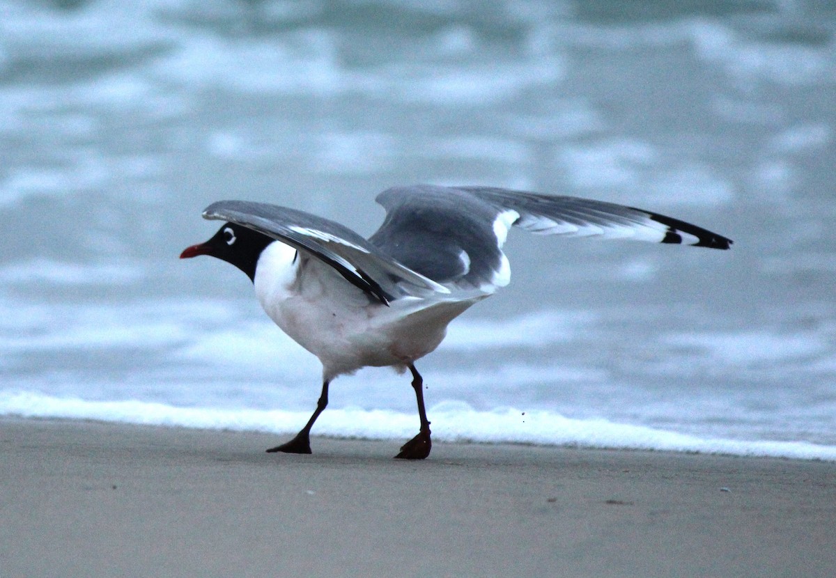 Franklin's Gull - ML618446548