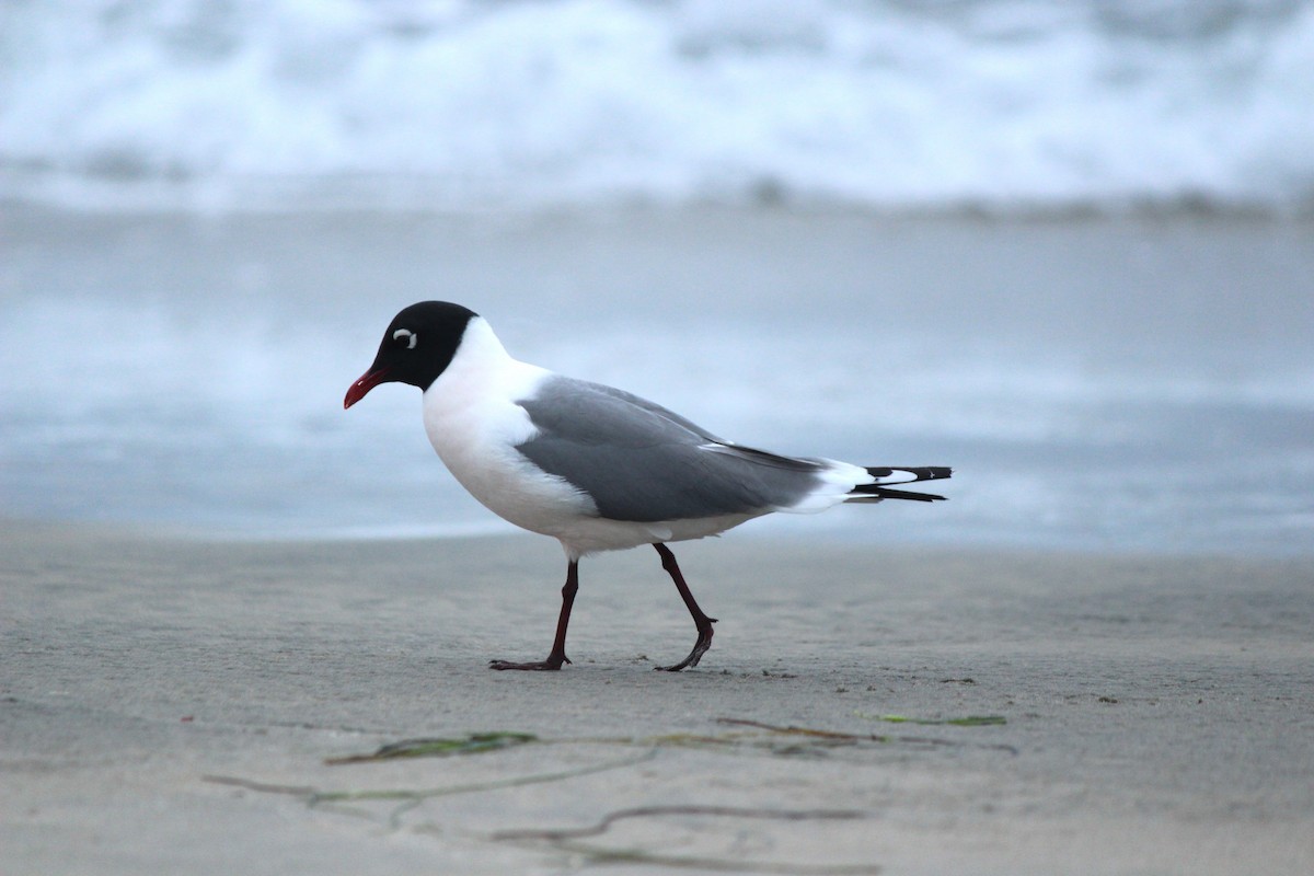 Gaviota Pipizcan - ML618446549