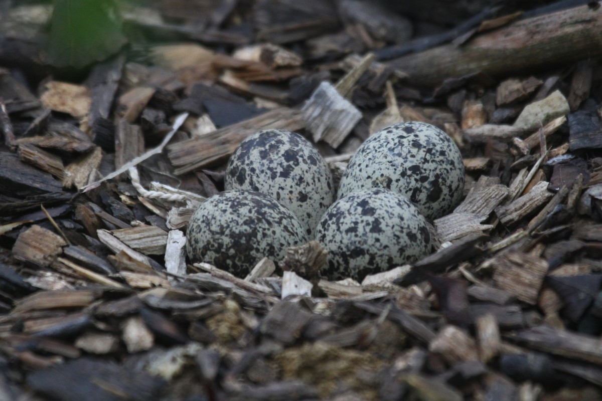 Killdeer - ML618446559