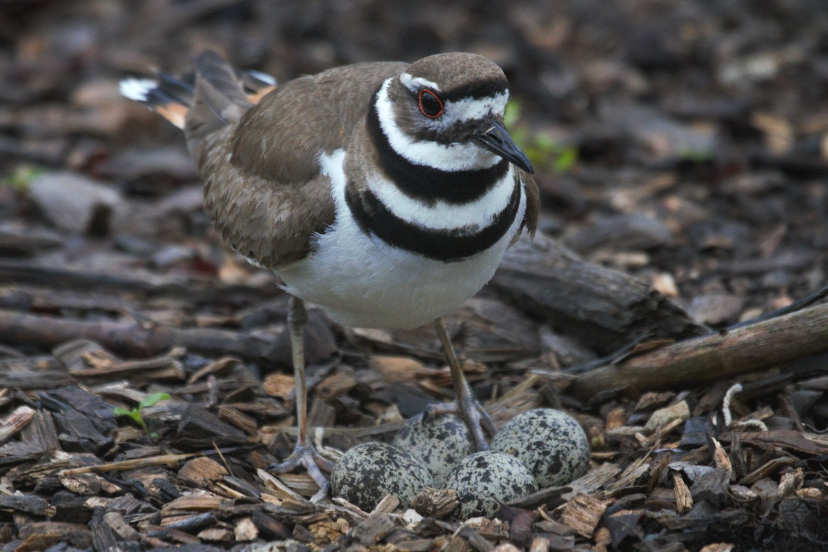 Killdeer - ML618446560