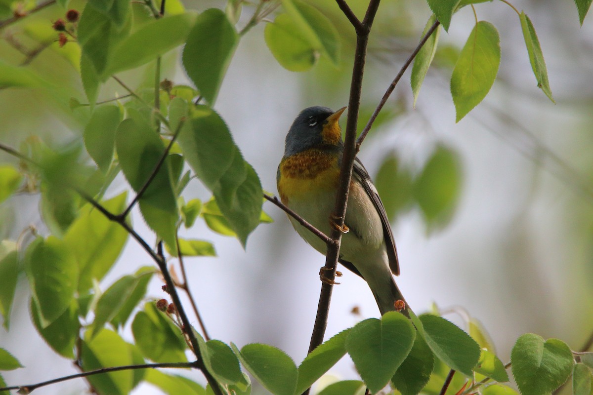 Northern Parula - Victor Lamoureux