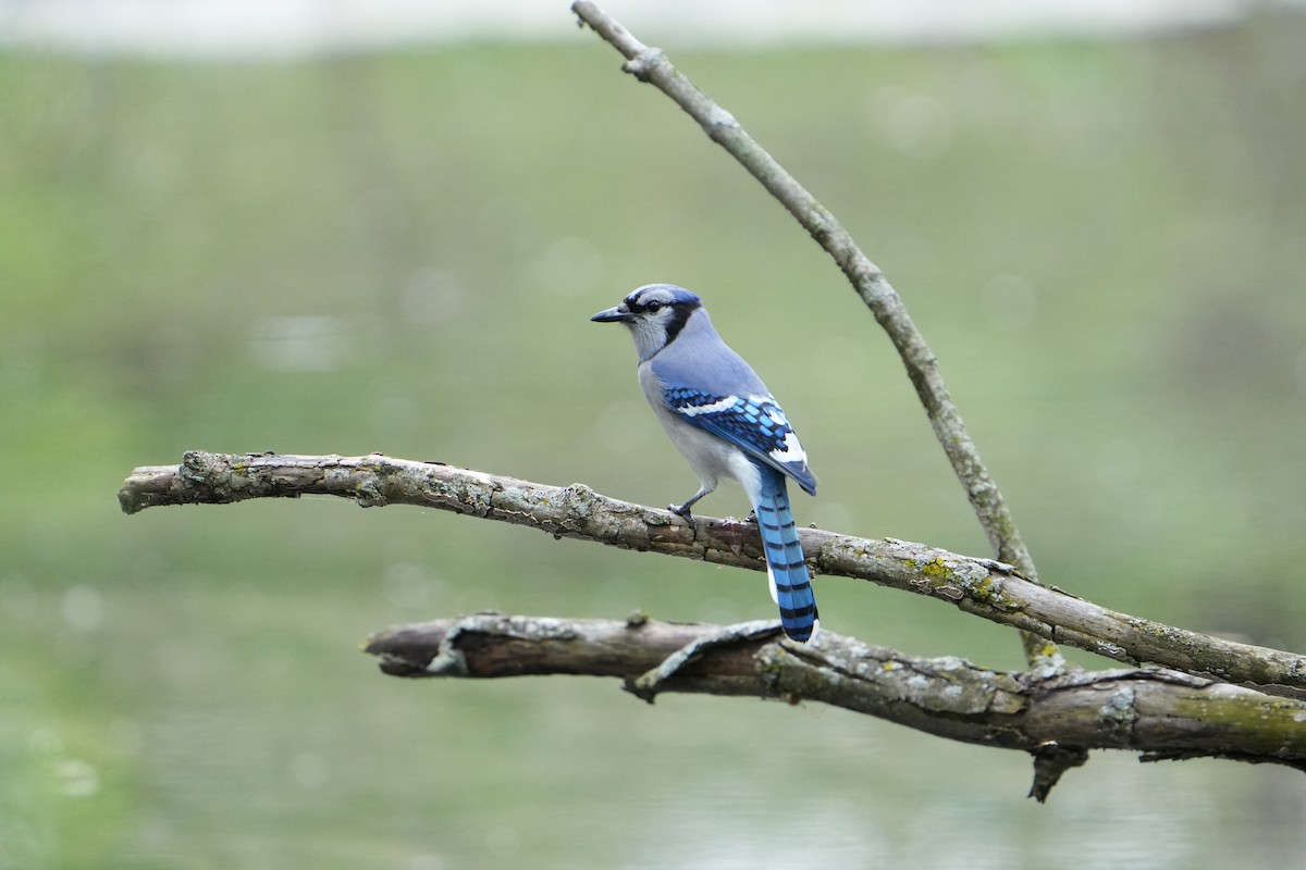 Blue Jay - ML618446689