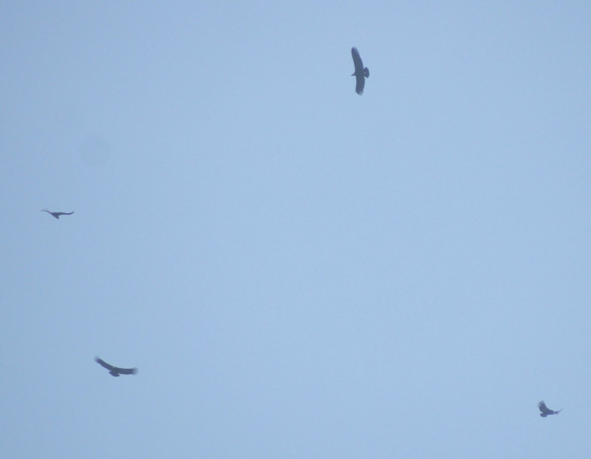 Andean Condor - Ada Rebolledo