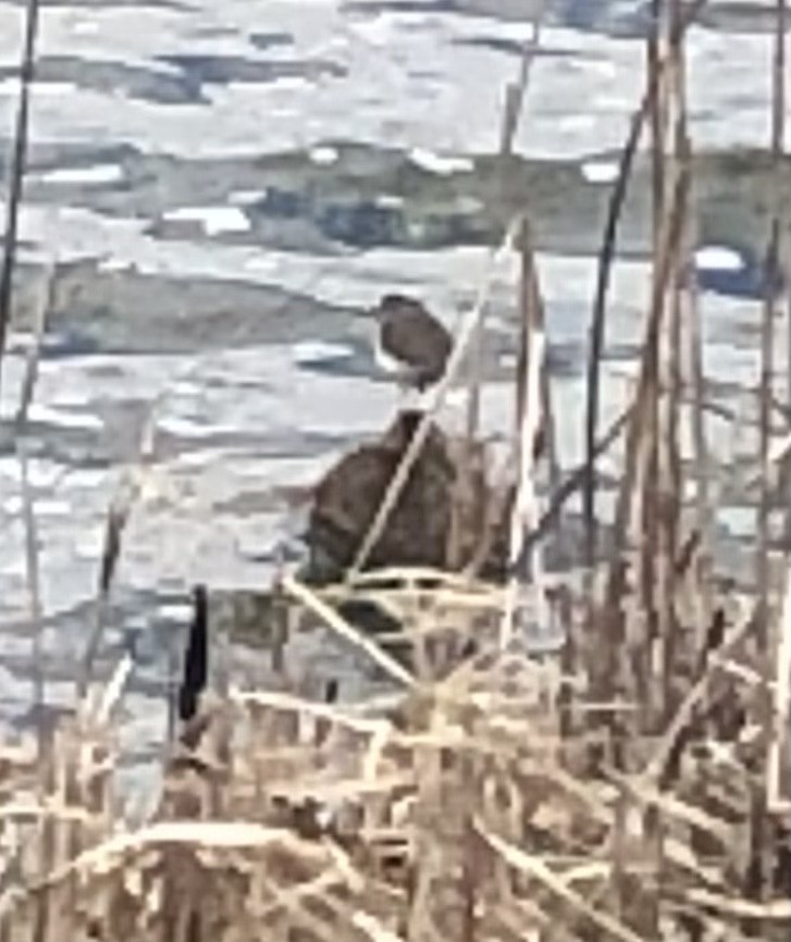 Spotted Sandpiper - Meghan Dinkins