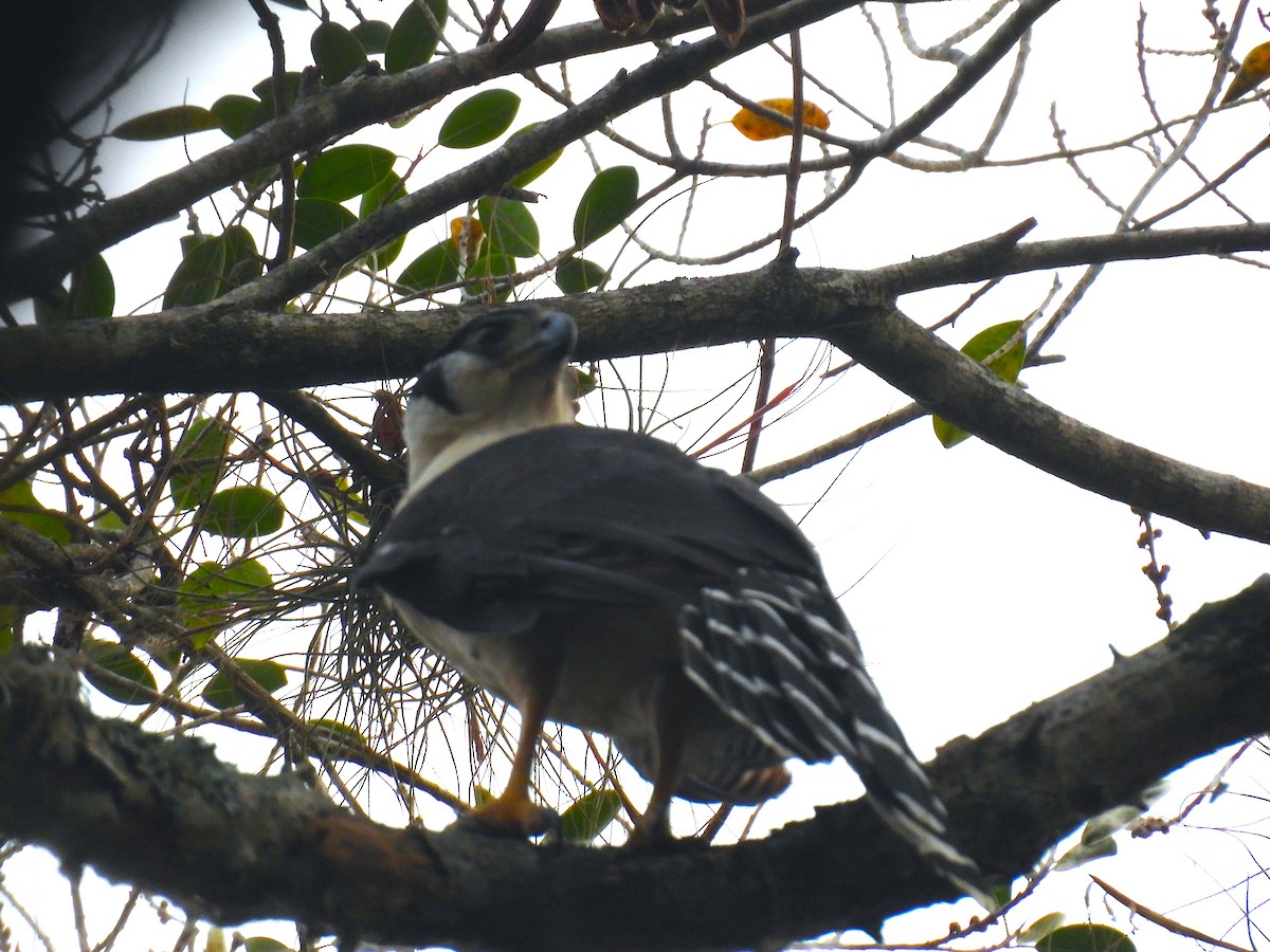 Collared Forest-Falcon - Javier Carrillo