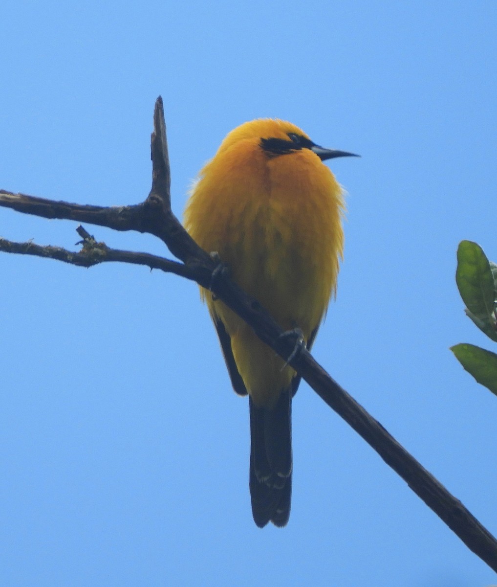 Hooded Oriole - ML618446731