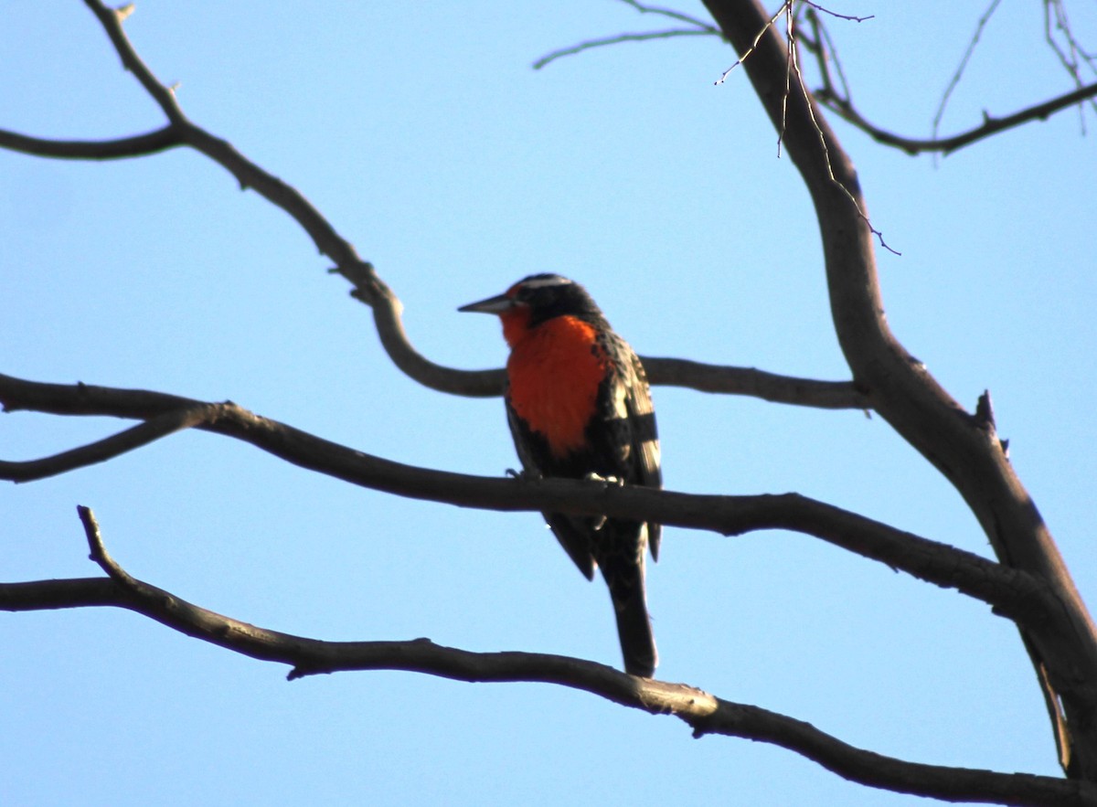 Long-tailed Meadowlark - Ada Rebolledo