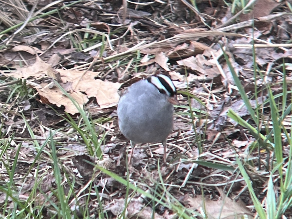 White-crowned Sparrow - Daryl Bernard