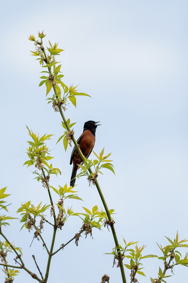 Orchard Oriole - Bill Massaro
