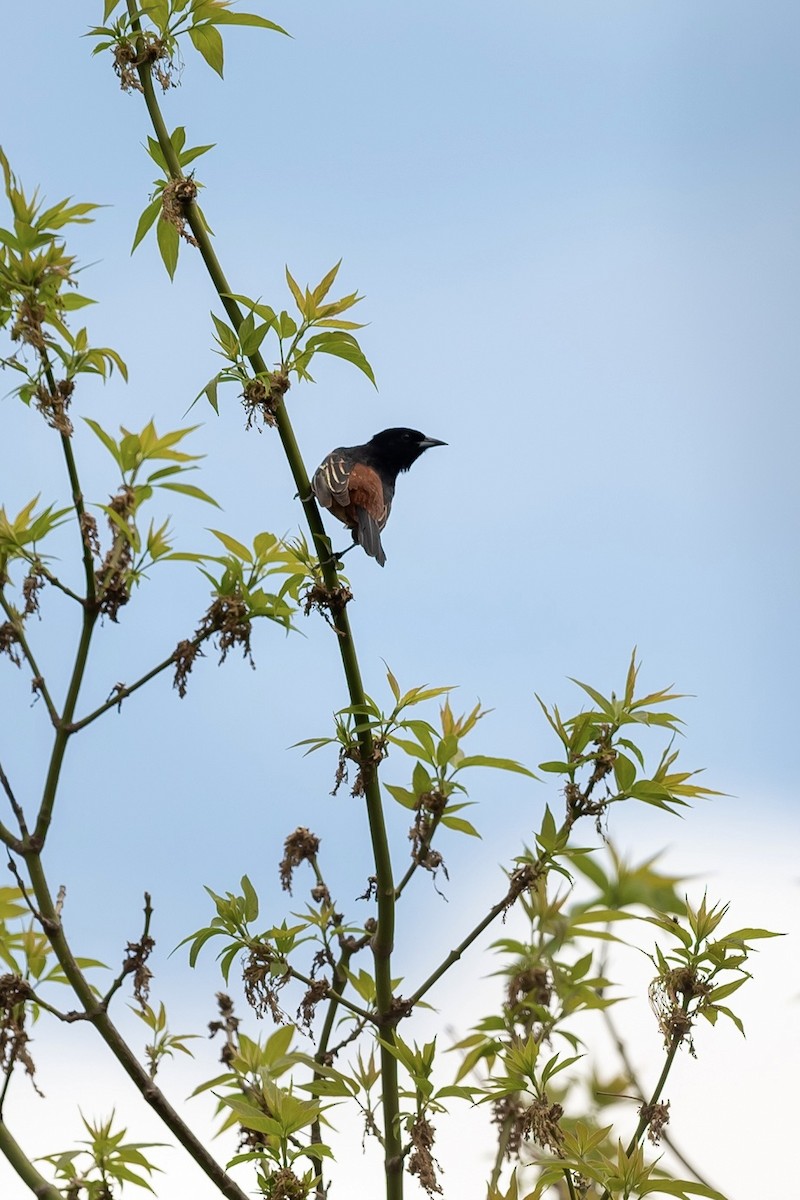 Orchard Oriole - Bill Massaro