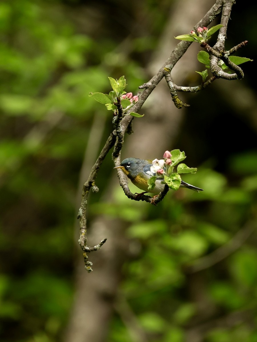 Northern Parula - Bill Massaro