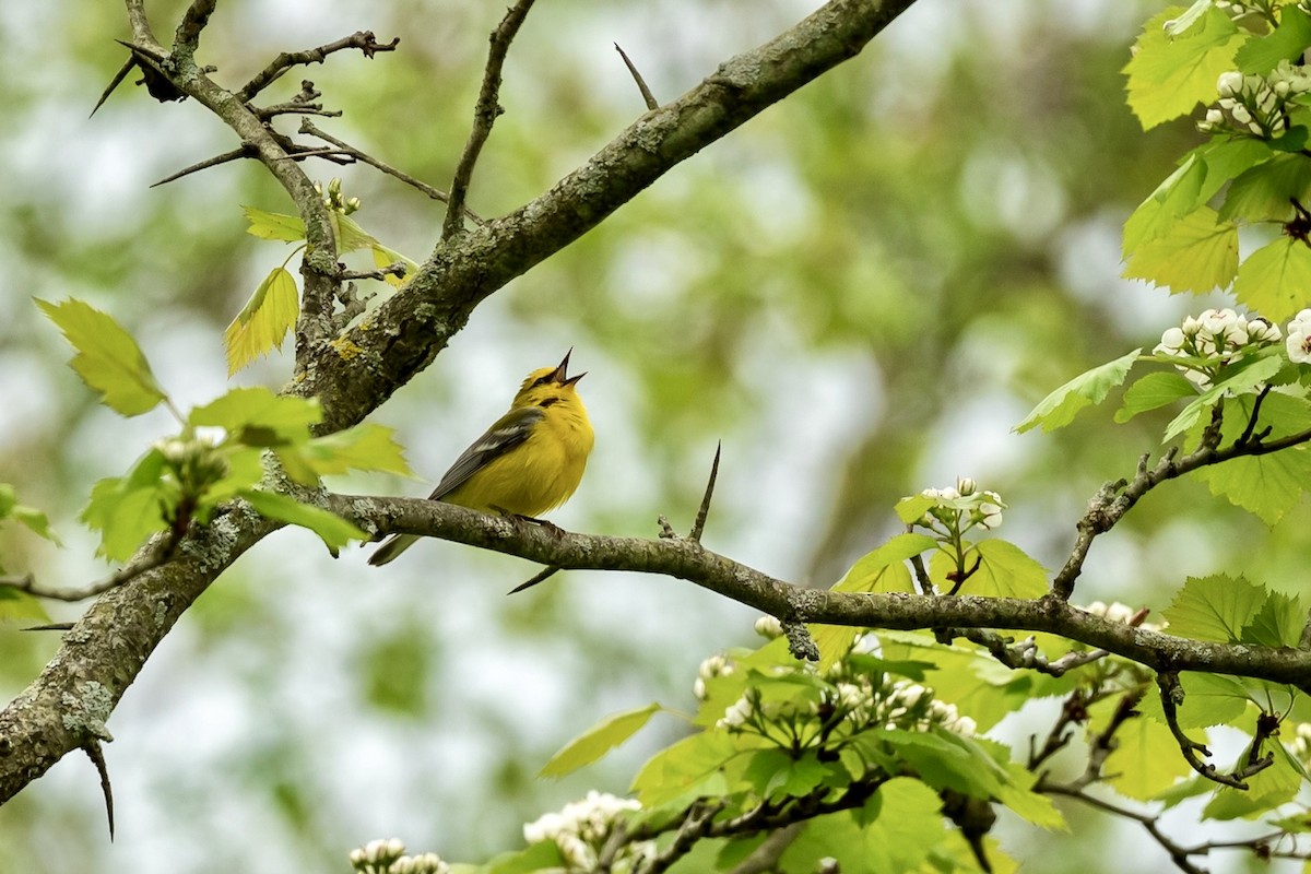 Blue-winged Warbler - Bill Massaro