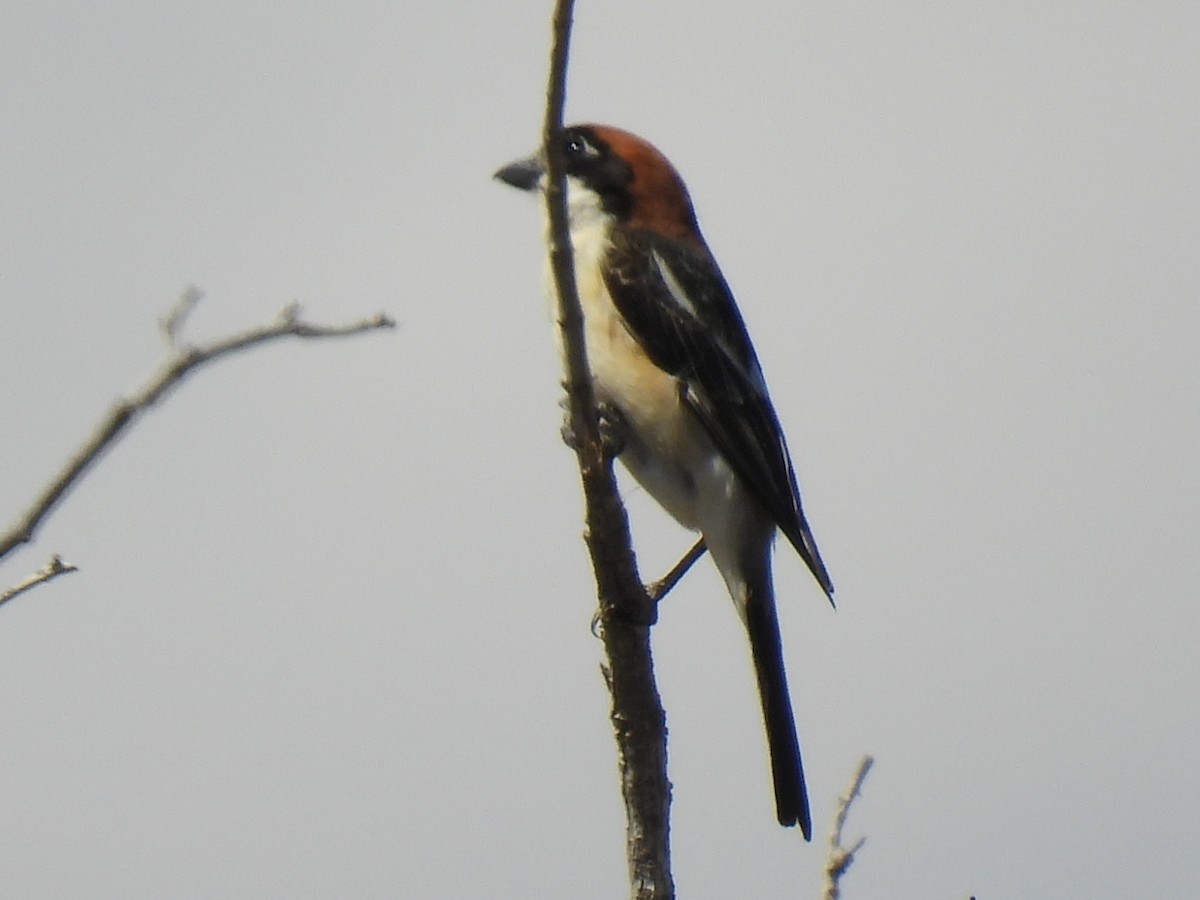 Woodchat Shrike - ML618446895