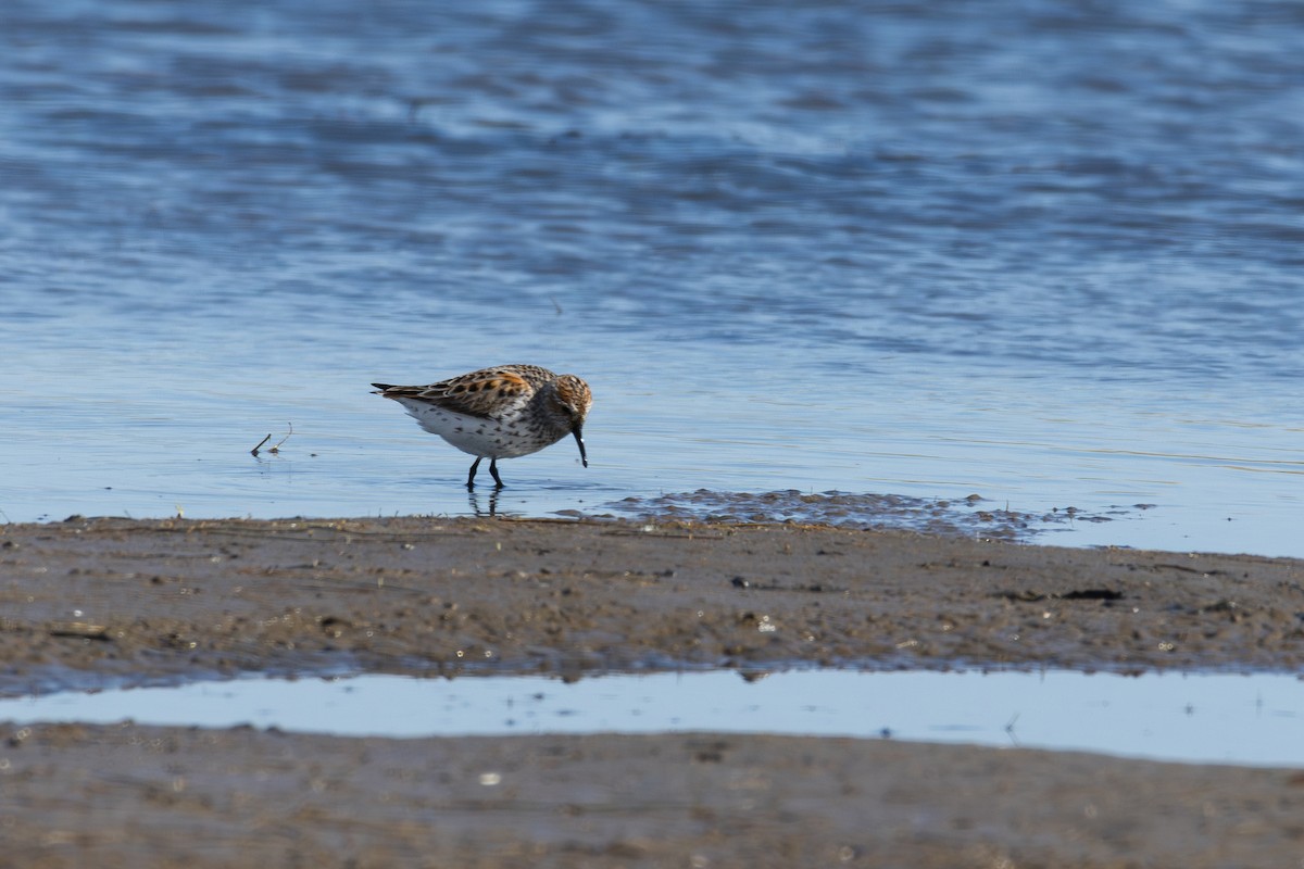 Western Sandpiper - David R. Scott