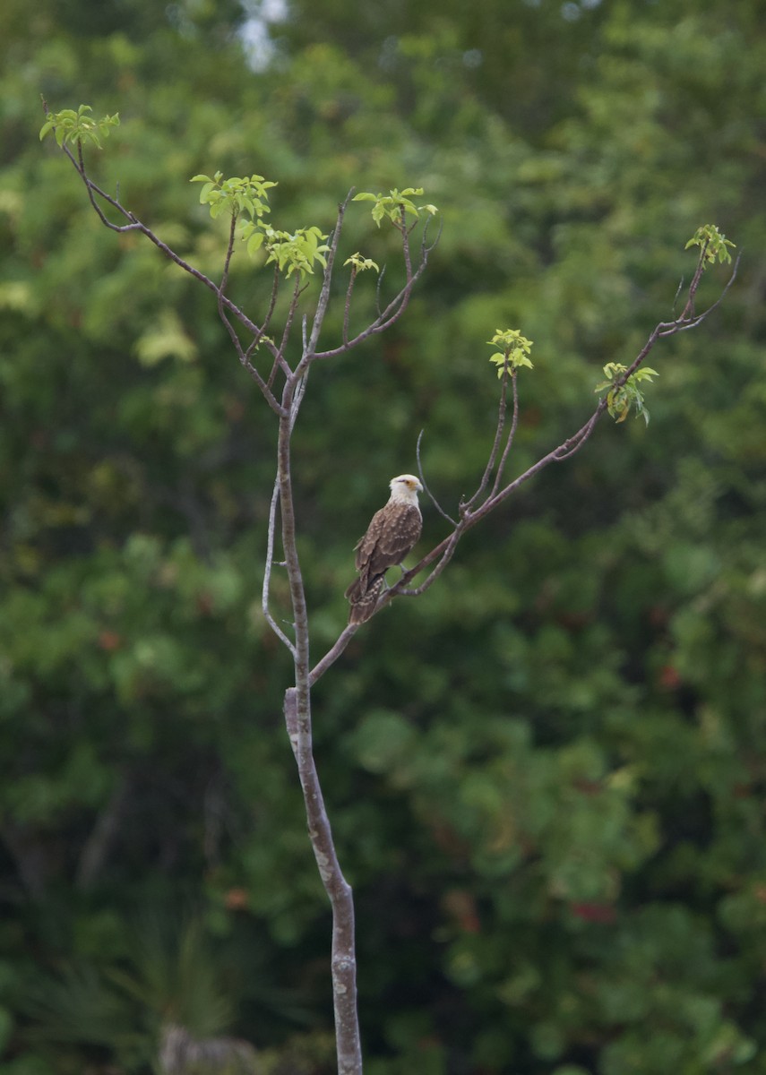 Yellow-headed Caracara - Brian Dawson