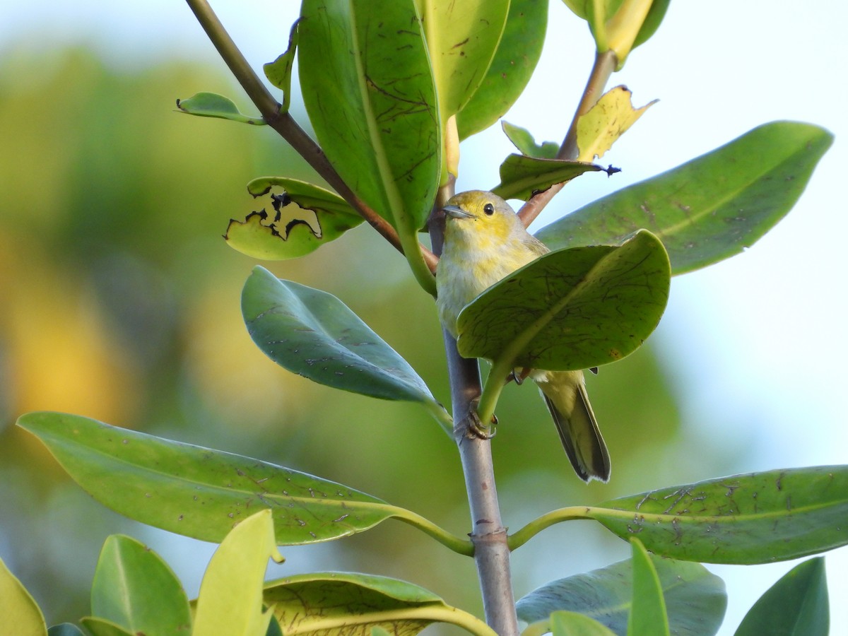 Yellow Warbler (Golden) - Luis Gonzalez