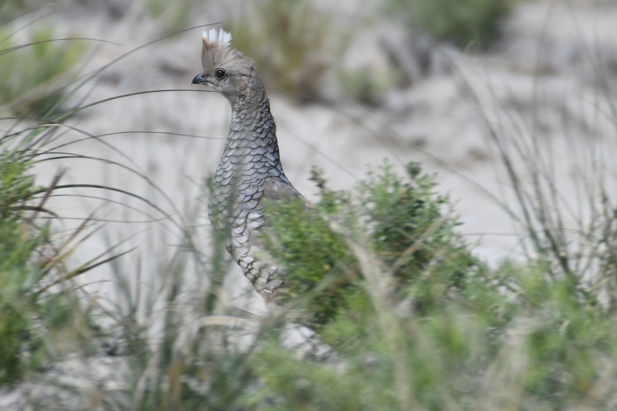 Scaled Quail - Terry Rosenmeier