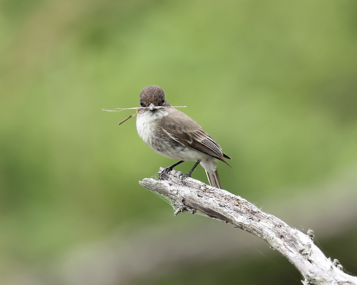 Eastern Phoebe - ML618446939