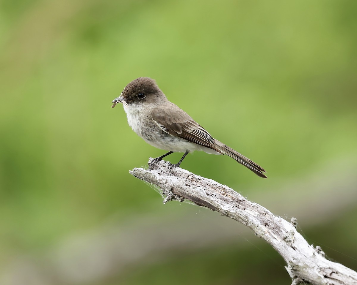 Eastern Phoebe - ML618446940