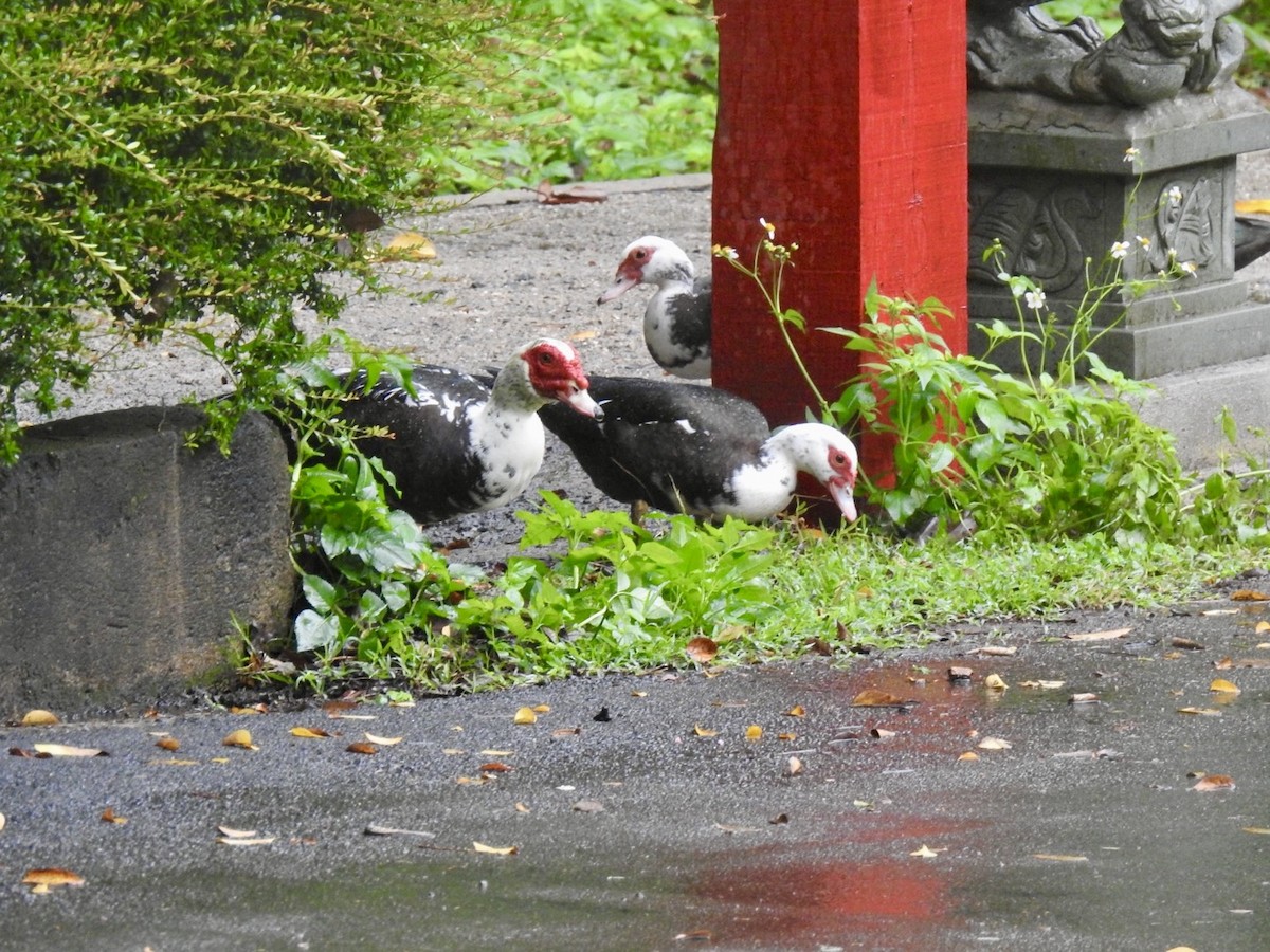 Muscovy Duck (Domestic type) - ML618446955