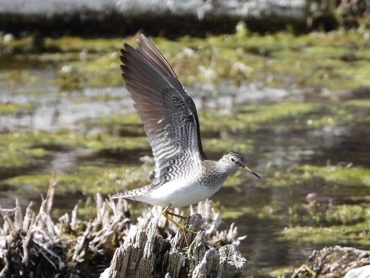 Solitary Sandpiper - Helen Diakow