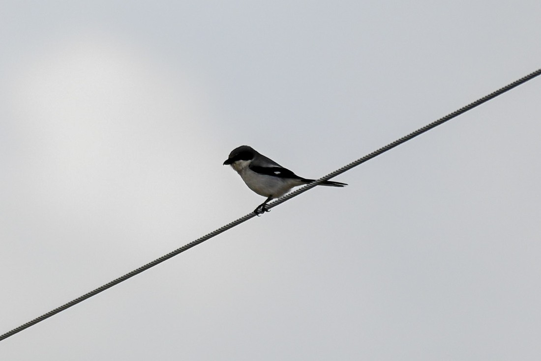 Loggerhead Shrike - Patty Masten