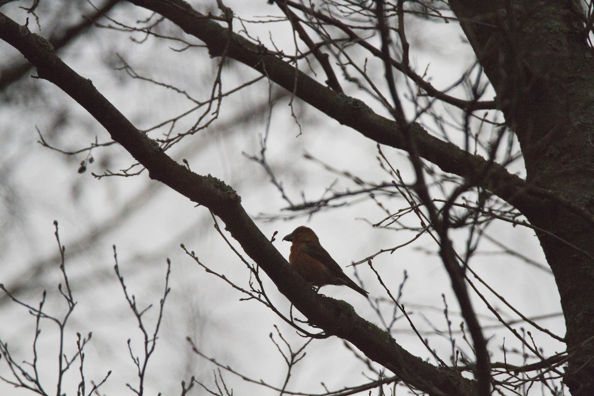 Red Crossbill - Ivan Abramov