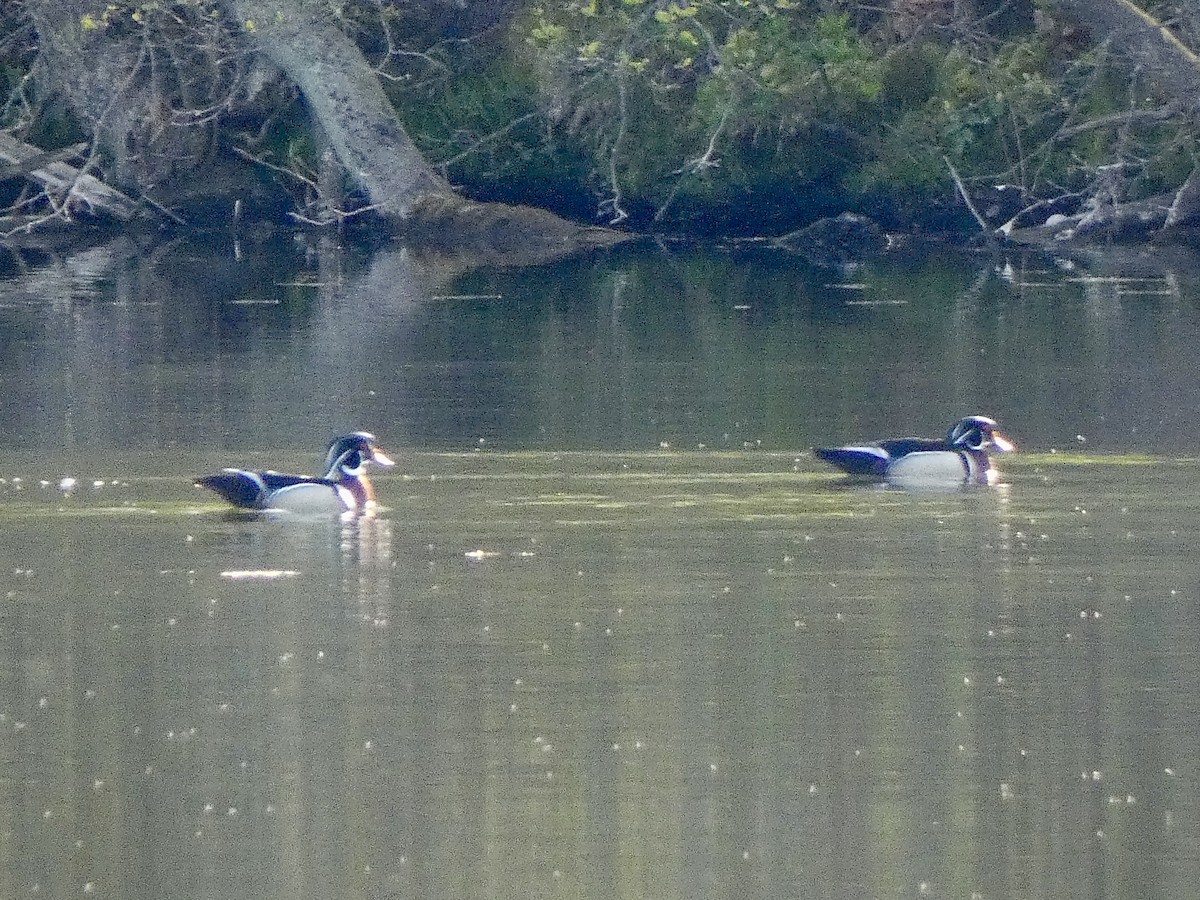 Wood Duck - ML618447013