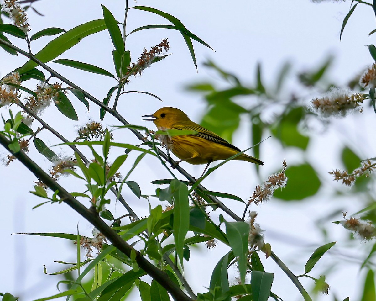 Paruline jaune - ML618447041