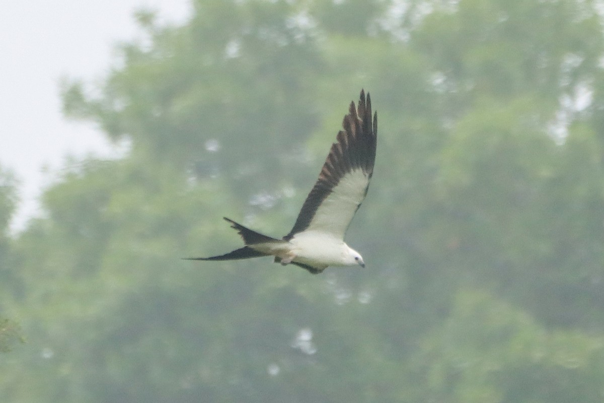 Swallow-tailed Kite - ML618447064