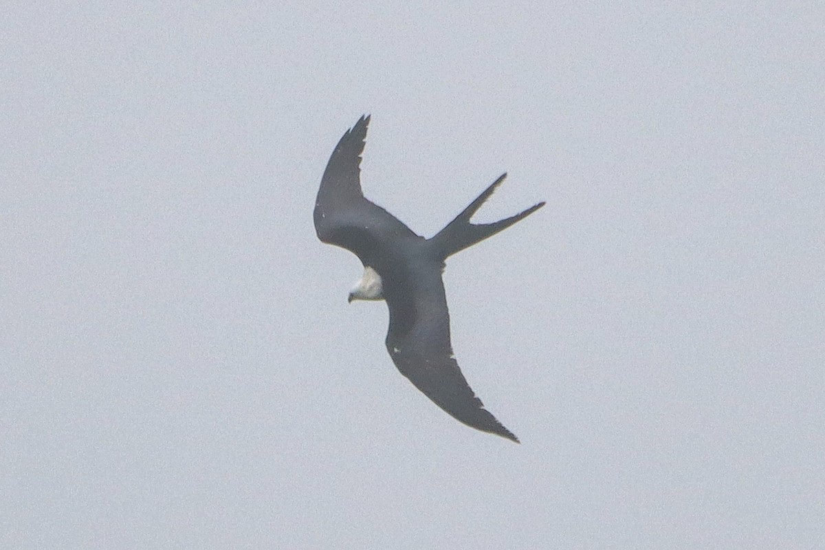 Swallow-tailed Kite - ML618447065