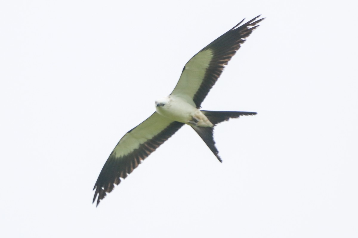 Swallow-tailed Kite - ML618447066