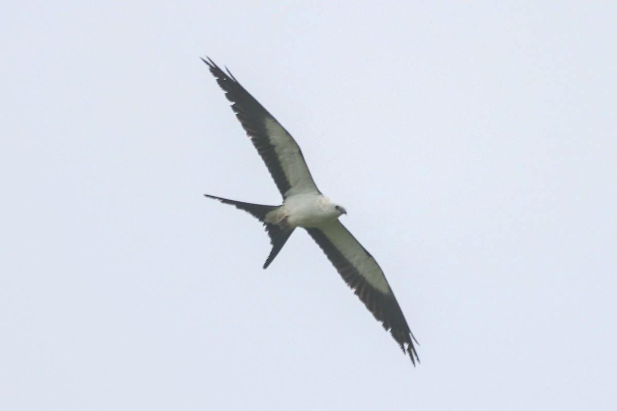 Swallow-tailed Kite - ML618447068