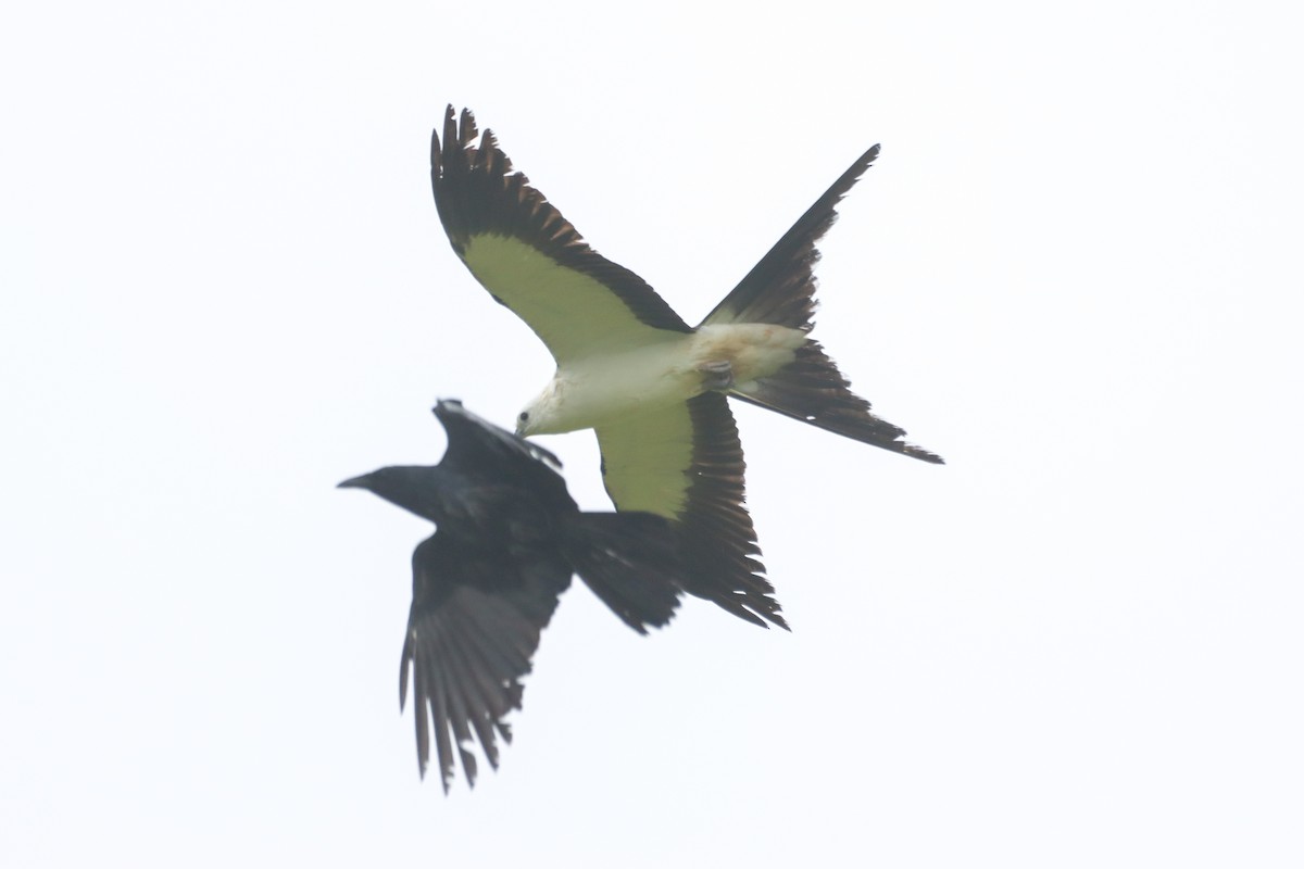 Swallow-tailed Kite - ML618447070
