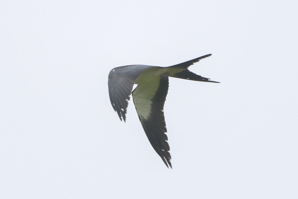 Swallow-tailed Kite - ML618447071