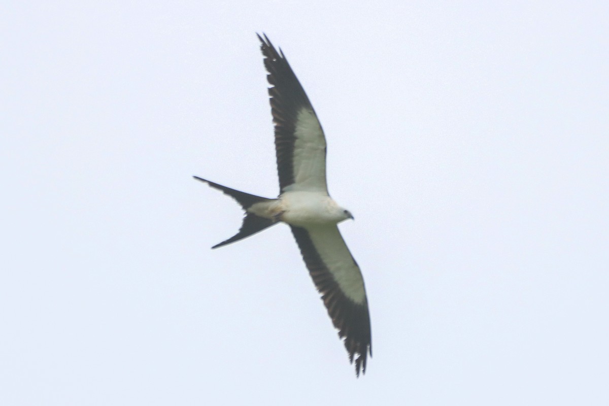 Swallow-tailed Kite - ML618447072